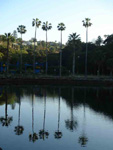 Palms
